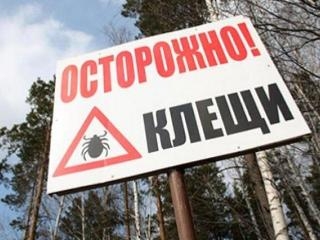 У жителя Хакасии после укуса клеща заподозрили энцефалит