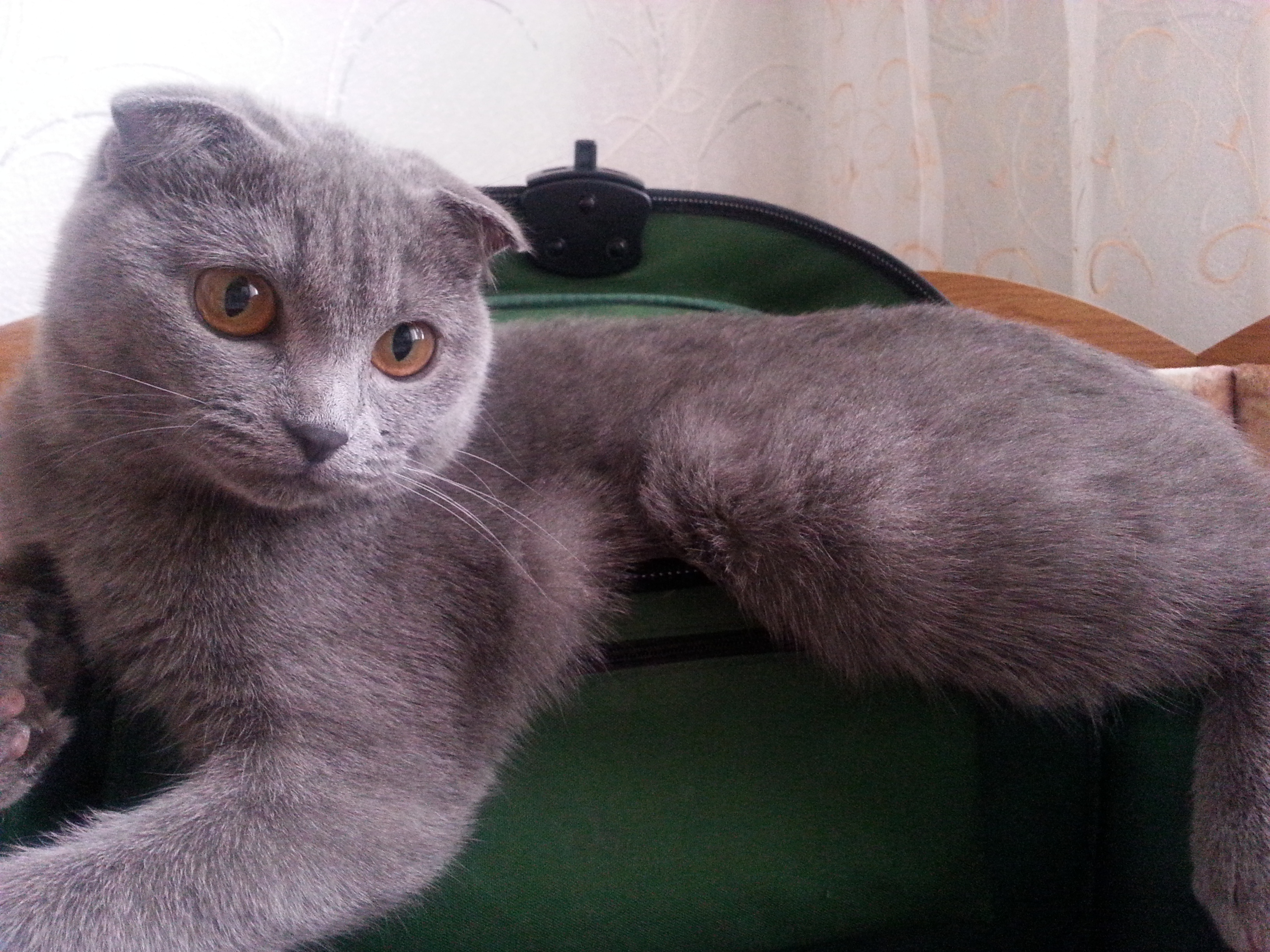 Саяногорск Инфо - 20150211_130145.jpg, Скачано: 246