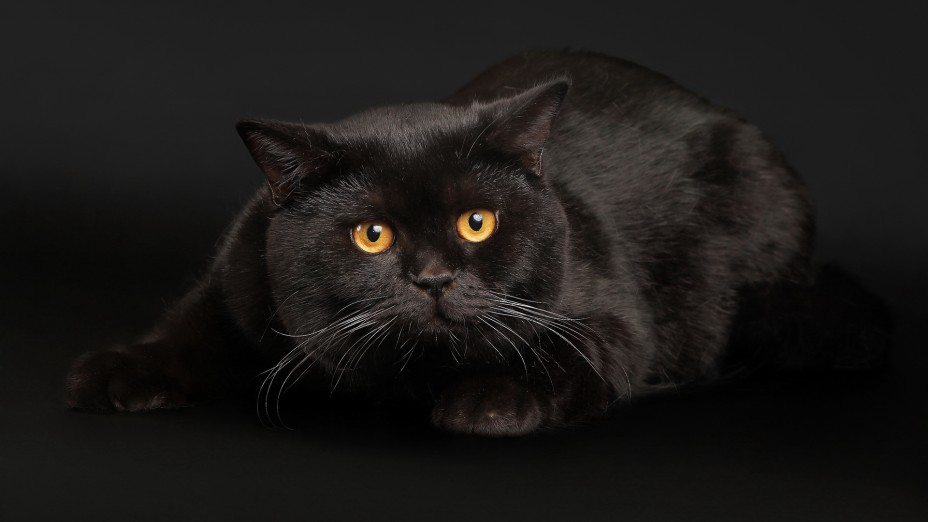 Саяногорск Инфо - cat2.jpg, Скачано: 116