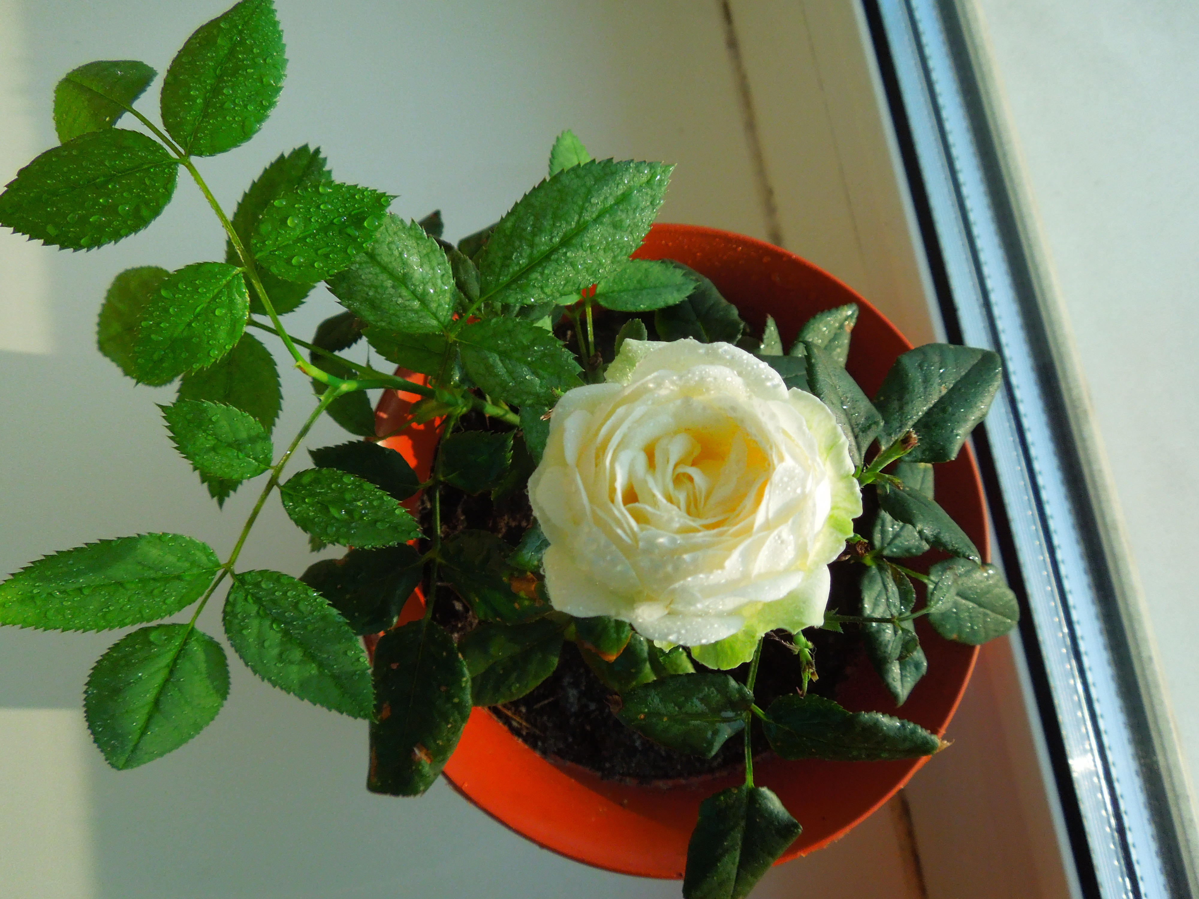 Саяногорск Инфо - dscn5001.jpg, Скачано: 186