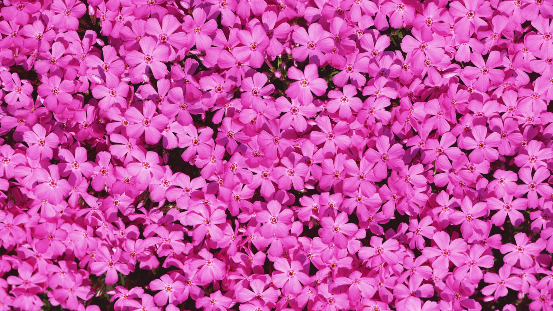 Саяногорск Инфо - flowers_566-1920x1080.jpg, Скачано: 249