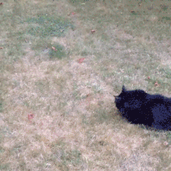 Саяногорск Инфо - giphy5616122.gif, Скачано: 134