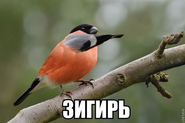 Саяногорск Инфо - zigir.jpg, Скачано: 129