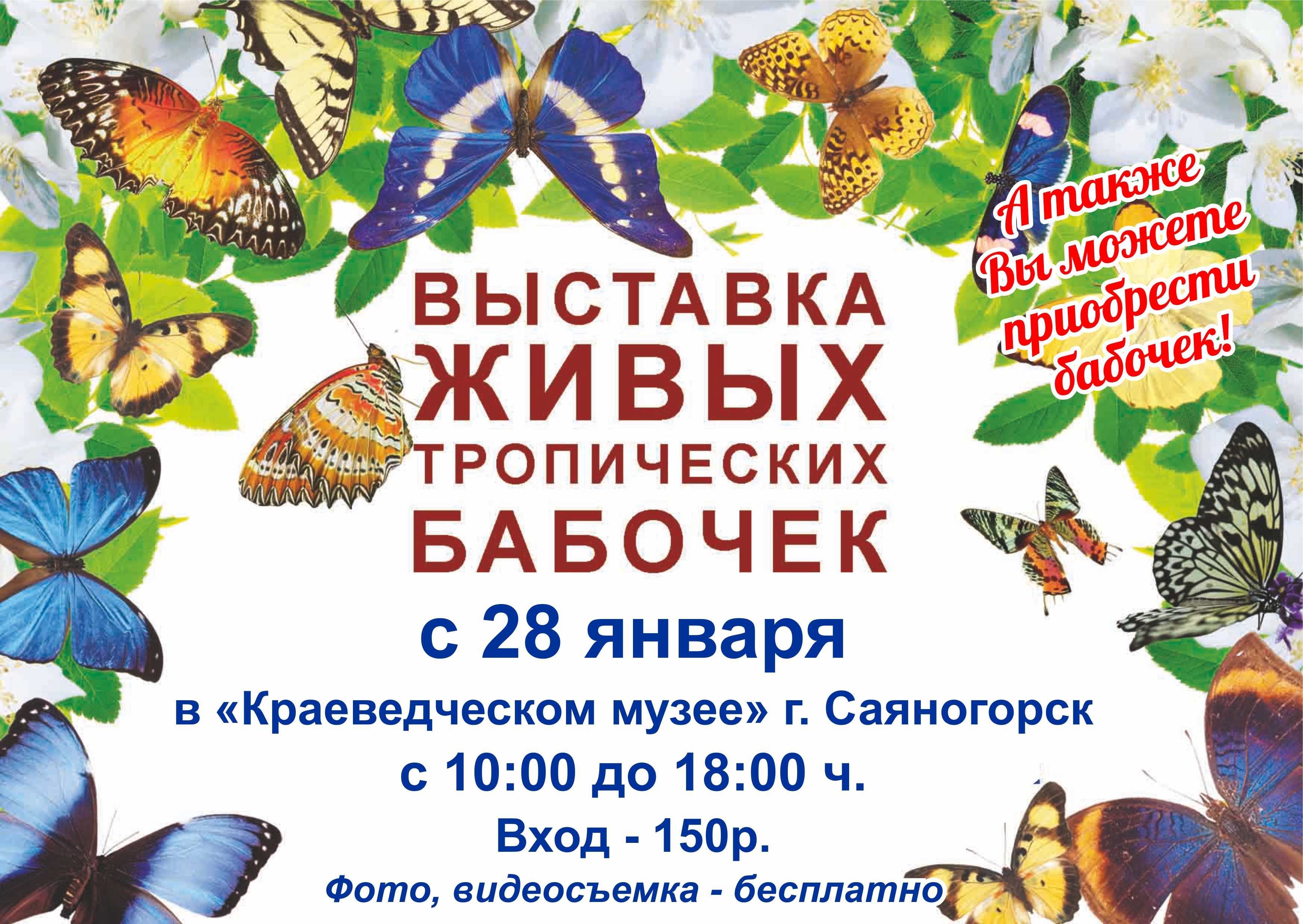 Выставка бабочек колизей. Выставка бабочек. Выставка живых бабочек. Выставка тропических бабочек. Реклама выставка бабочек.