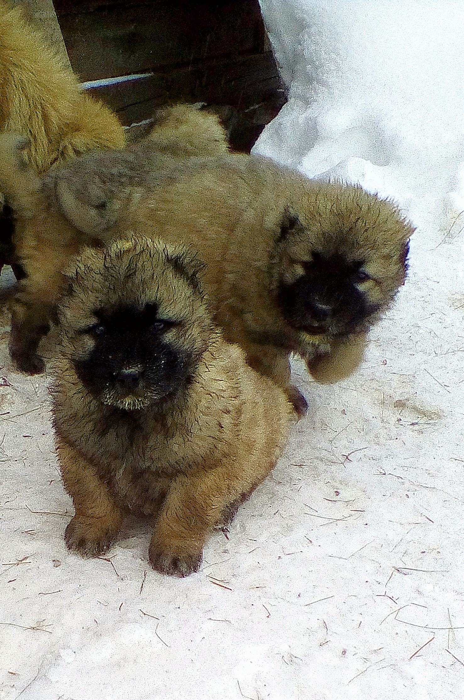Маленькие щенки кавказской овчарки серо рыжие
