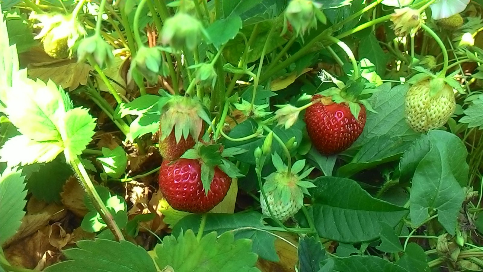 Саяногорск Инфо - p_20180627_094926.jpg, Скачано: 90