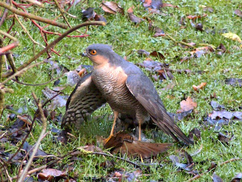 Саяногорск Инфо - sparrowhawk-male.jpg, Скачано: 98