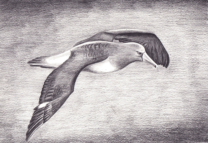 Саяногорск Инфо - albatros-small.jpg, Скачано: 86