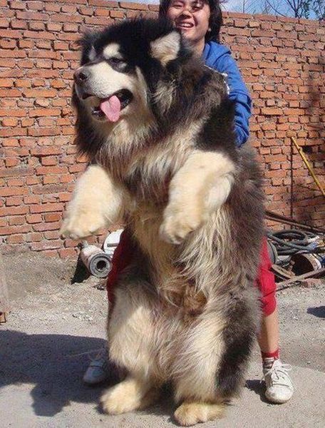 Саяногорск Инфо - big-fluffy-dog.jpeg, Скачано: 28