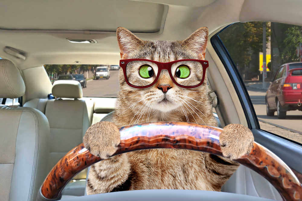 Саяногорск Инфо - driving-your-cat-dlya-osago.jpg, Скачано: 67