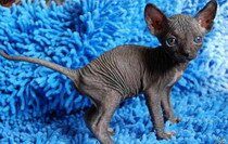 Саяногорск Инфо - sfinks.jpeg, Скачано: 1