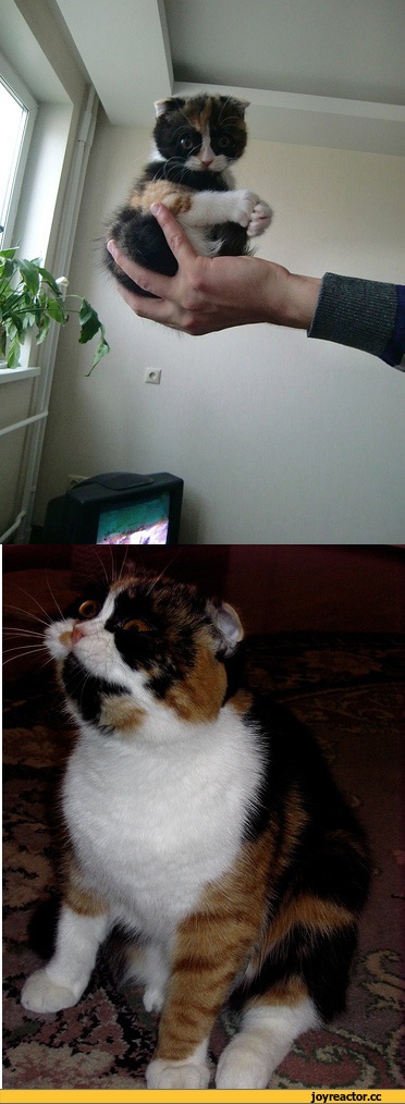 Саяногорск Инфо - foto-kote-bylo-stalo-698020.jpeg, Скачано: 1