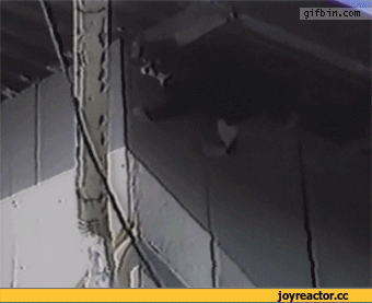 Саяногорск Инфо - gifki-kote-725972.gif, Скачано: 1