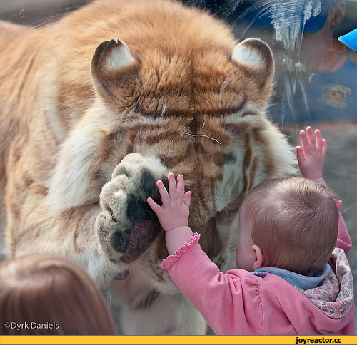 Саяногорск Инфо - foto-kote-4330.jpeg, Скачано: 2