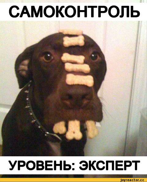 Саяногорск Инфо - sobaki-foto-samokontrol-pesochnica-489850.jpeg, Скачано: 0