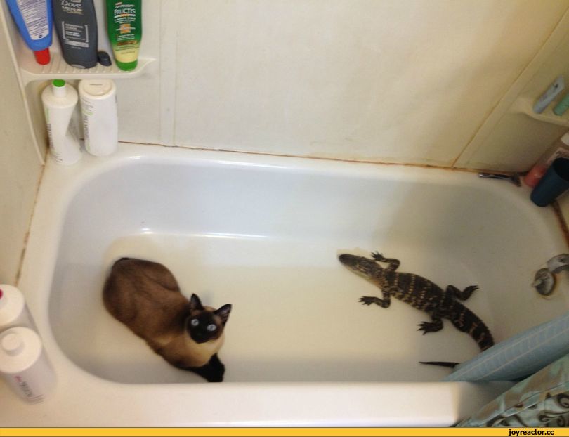 Саяногорск Инфо - kote-krokodil-816882.jpeg, Скачано: 0