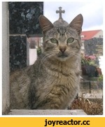 Саяногорск Инфо - kote-kotrearh-religiya-837302.jpeg, Скачано: 0