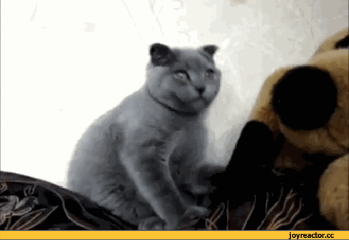 Саяногорск Инфо - kote-zhivnost-pesochnica-878001.gif, Скачано: 1