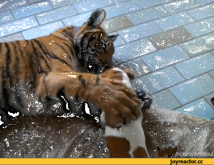Саяногорск Инфо - kotik-sobaka-zhivnost-igrayut-1417591.gif, Скачано: 0
