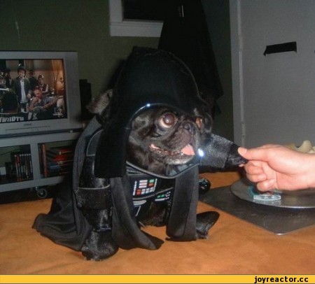 Саяногорск Инфо - dart-vejder-dog-4834.jpeg, Скачано: 0