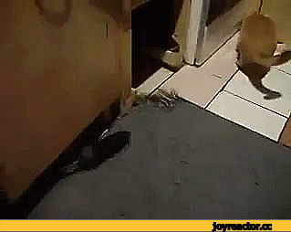 Саяногорск Инфо - gif-zhivnost-kot-krysa-1784849.gif, Скачано: 0