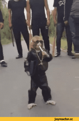 Саяногорск Инфо - gif-obezyana-ohrana-3381975.gif, Скачано: 2