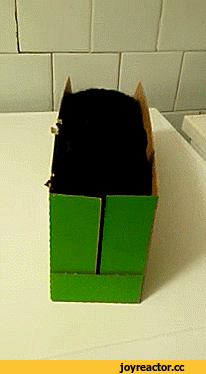 Саяногорск Инфо - kote-gifki-zhivnost-3381707.gif, Скачано: 4