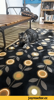 Саяногорск Инфо - gifki-kote-3427939.gif, Скачано: 0