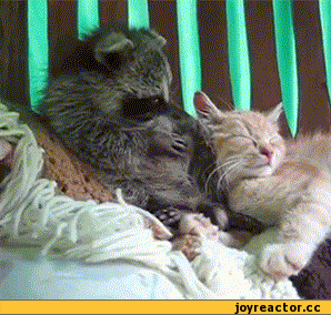 Саяногорск Инфо - gifki-enot-kote-milota-574232.gif, Скачано: 0