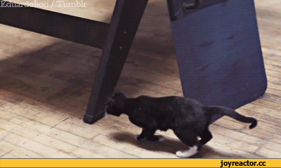 Саяногорск Инфо - gifki-kote-683802.gif, Скачано: 0