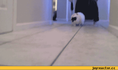 Саяногорск Инфо - gifki-kote-560862.gif, Скачано: 0