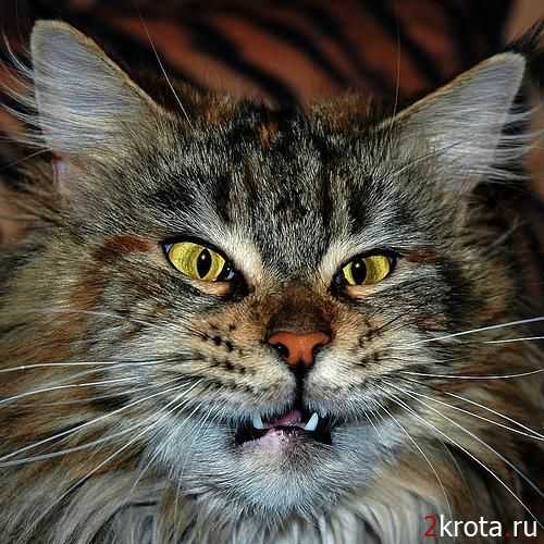 Саяногорск Инфо - 1303075487_big_cats_11.jpg, Скачано: 242