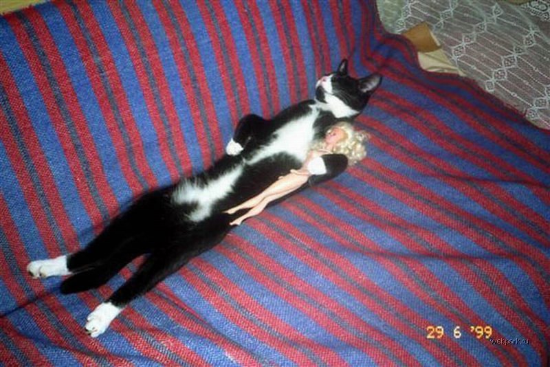 Саяногорск Инфо - slp_cats_1.jpg, Скачано: 458