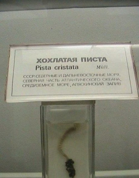 Саяногорск Инфо - 10.jpg, Скачано: 229
