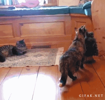 Саяногорск Инфо - ispuggifkikotye528191_yapfiles_ru.gif, Скачано: 188