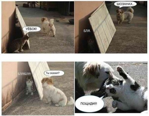 Саяногорск Инфо - oooo-kote.jpg, Скачано: 144