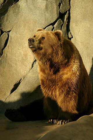 Саяногорск Инфо - lightmatter_alaskan_brownbear.jpg, Скачано: 278