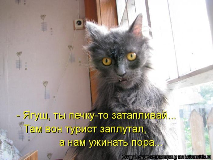 Саяногорск Инфо - luchshie-kotomatricy-nedeli-50-foto_14_1.jpg, Скачано: 155
