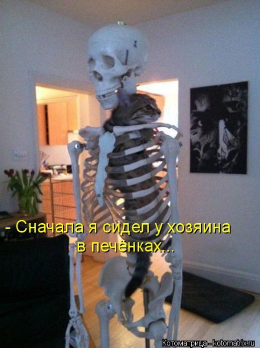 Саяногорск Инфо - luchshie-kotomatricy-nedeli-50-foto_28_1.jpg, Скачано: 171