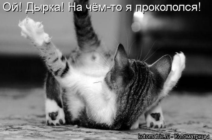 Саяногорск Инфо - luchshie-kotomatricy-nedeli-50-foto_42_1.jpg, Скачано: 176
