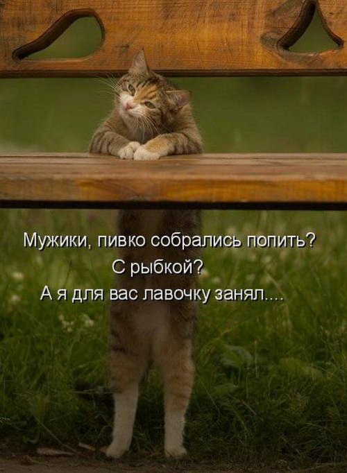 Саяногорск Инфо - funny-picture-079.jpg, Скачано: 2953