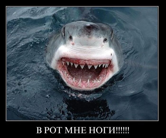 Саяногорск Инфо - 424724132126342438.jpg, Скачано: 302