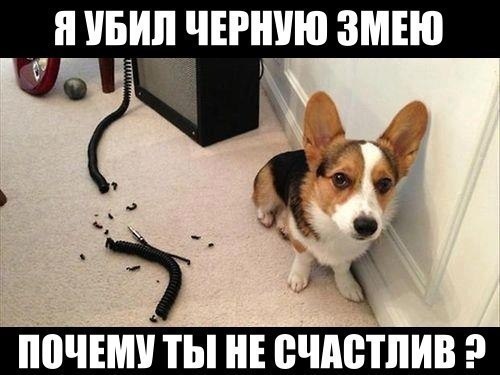 Саяногорск Инфо - pes.jpg, Скачано: 139