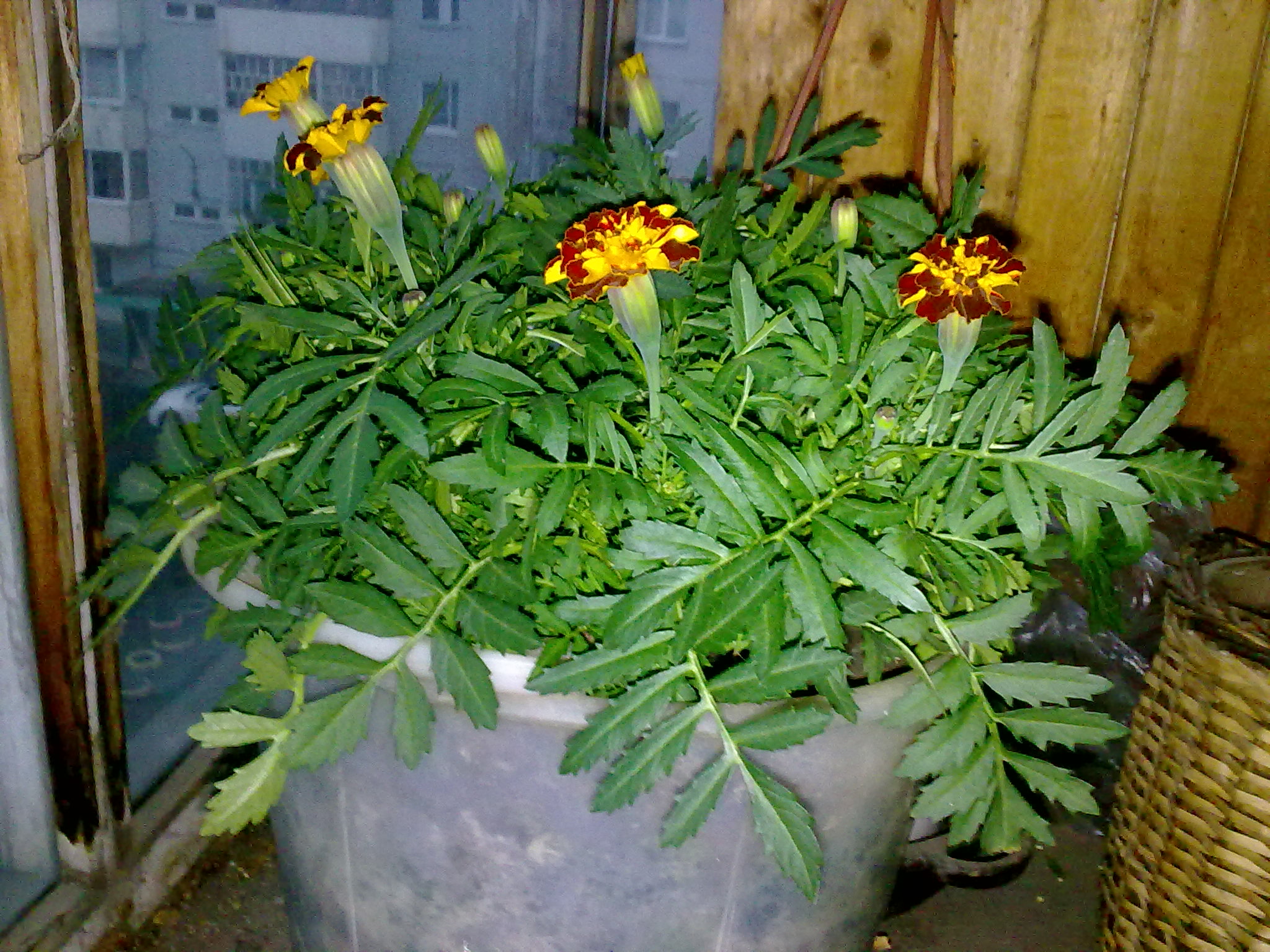 Саяногорск Инфо - 23062013109.jpg, Скачано: 1301