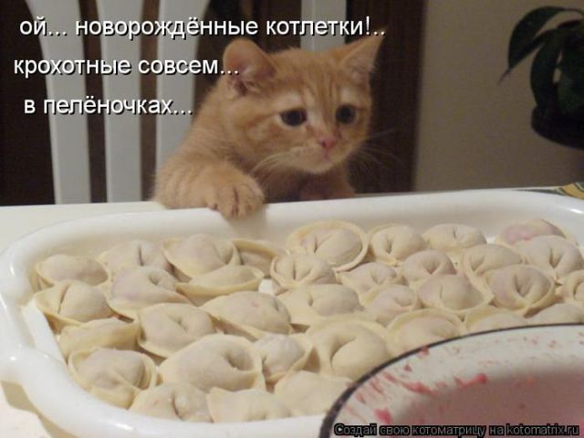 Саяногорск Инфо - getimage-kotenok-pelmeni.jpeg, Скачано: 207