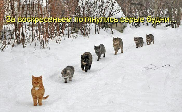 Саяногорск Инфо - kot-budni.jpg, Скачано: 177