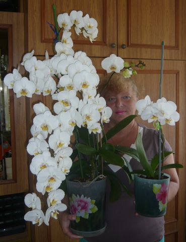 Саяногорск Инфо - orhideya.jpg, Скачано: 451