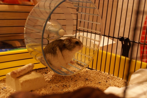 Саяногорск Инфо - grynyahamster0209-11.jpg, Скачано: 5778