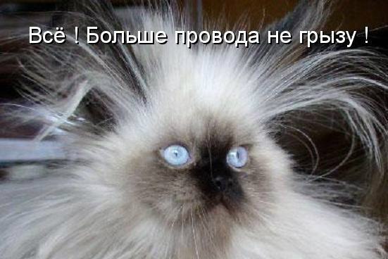 Саяногорск Инфо - kot-provoda.jpg, Скачано: 223