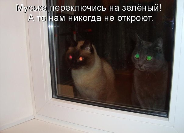Саяногорск Инфо - kot-svetofor.jpg, Скачано: 212